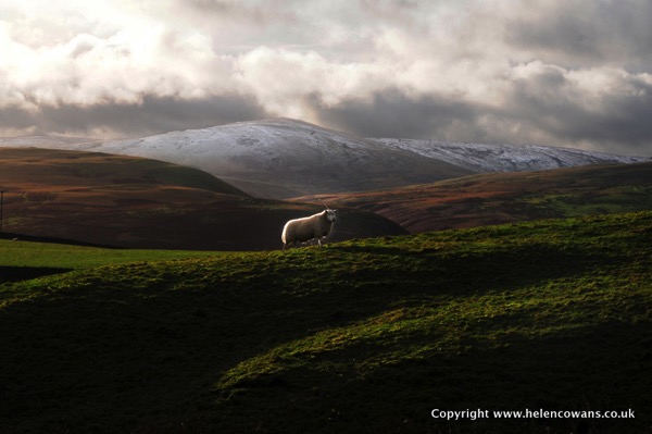 Beamish Valley Sheep