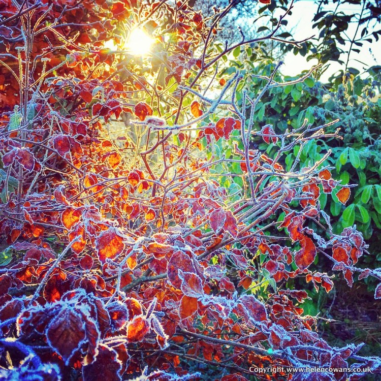 Garden frost 25 Nov 2016, 12-00.39